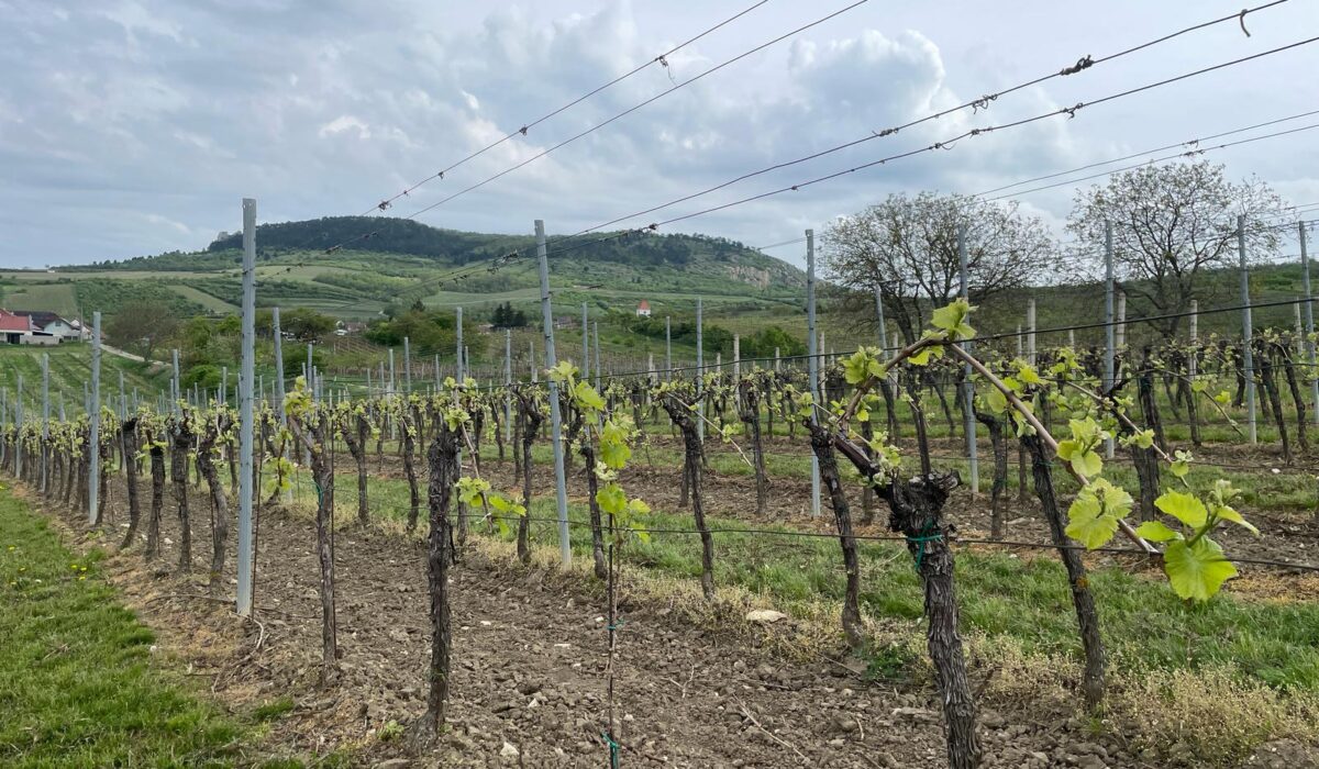 Vinice